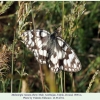 melanargia russiae eberti talysh male1